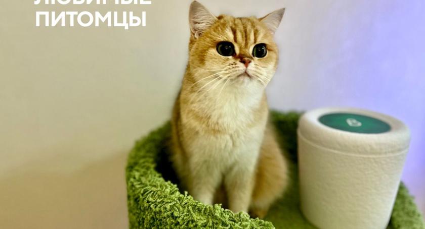Кремация для животных