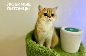 Кремация для животных
